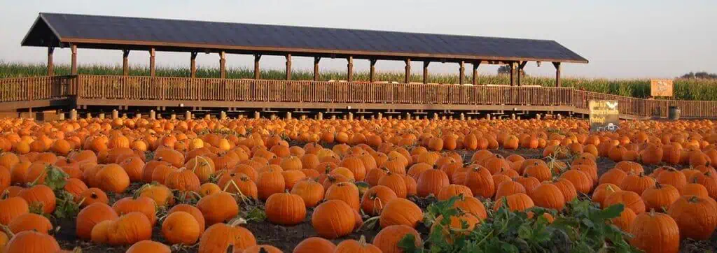 Dell’Osso-Pumpkin-Patch