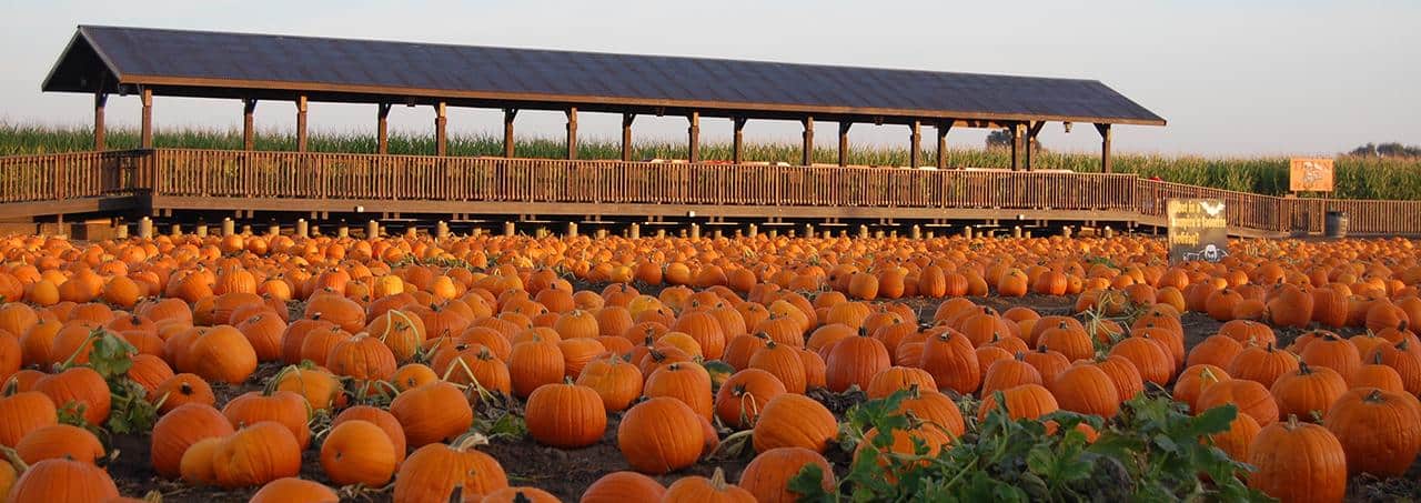 DellOsso Pumpkin Patch
