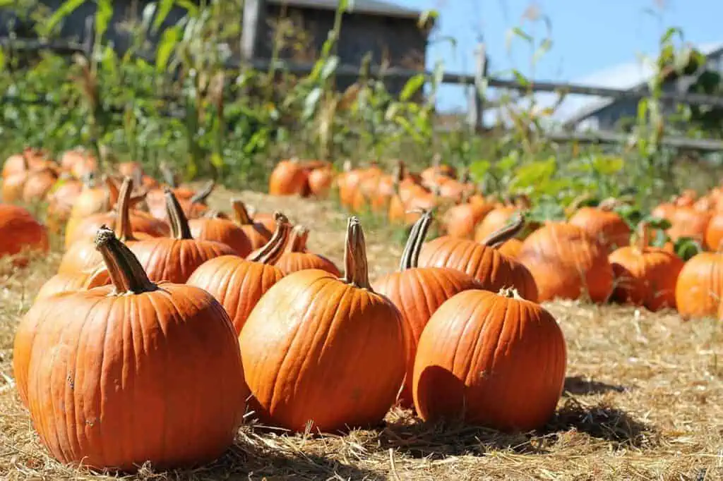 pumpkins on a hay bale at the pumpkin patch