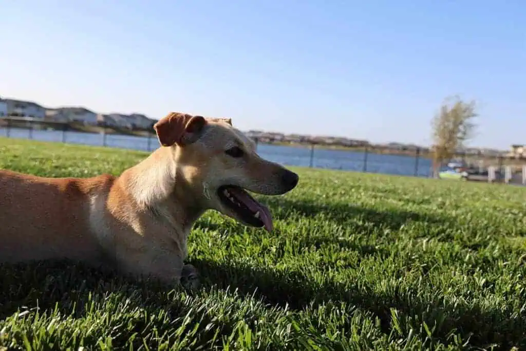 2GCO9007geo River Islands a happy dog sitting on green grass with a blue lake in the background