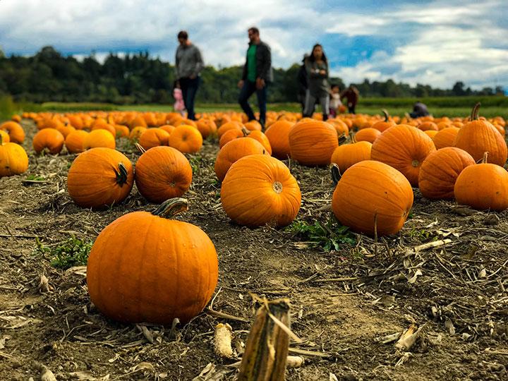 Dell’Osso Pumpkin Patch