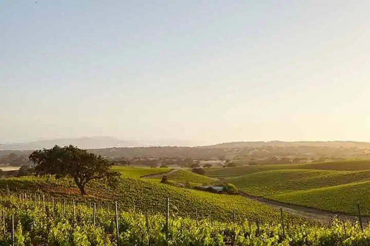 5californiavineyardssantabarbara720geo River Islands vineyard at sunrise