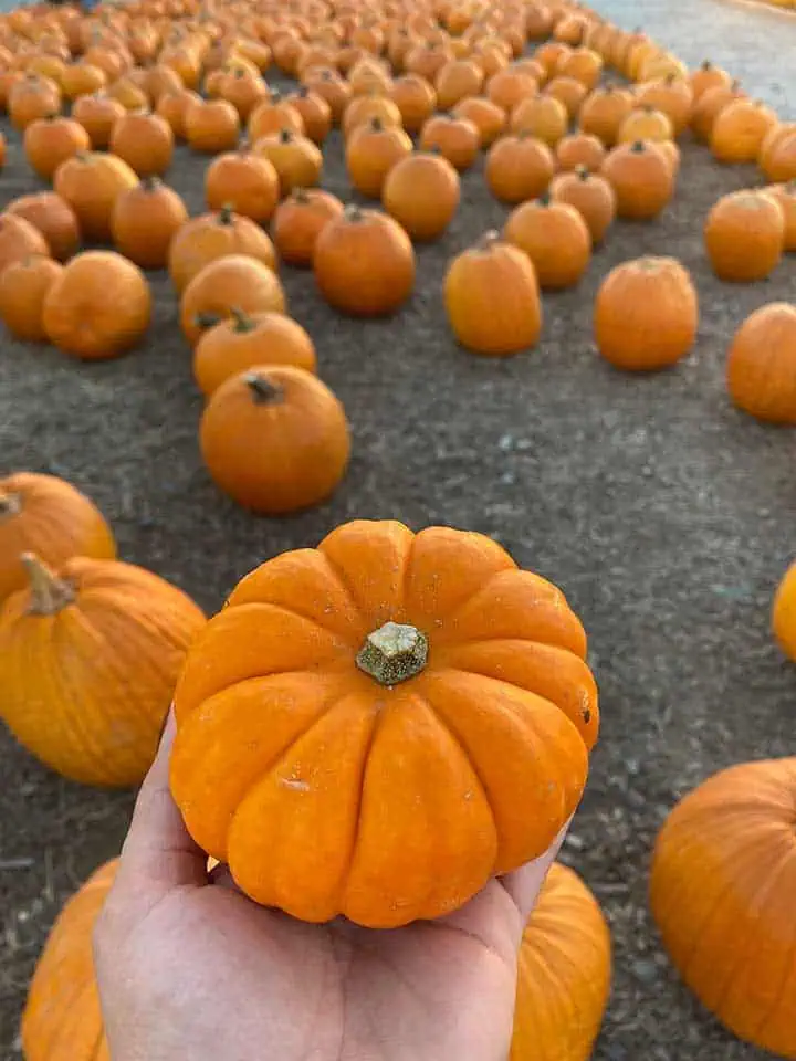 2IMG8974 River Islands cute miniature orange pumpkin