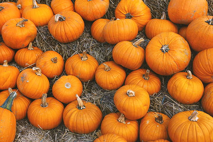 pumpkin patch with hay