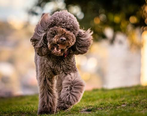 Brown poodle running toward the camera on a grassy park ears swinging as it smiles with its tongue out