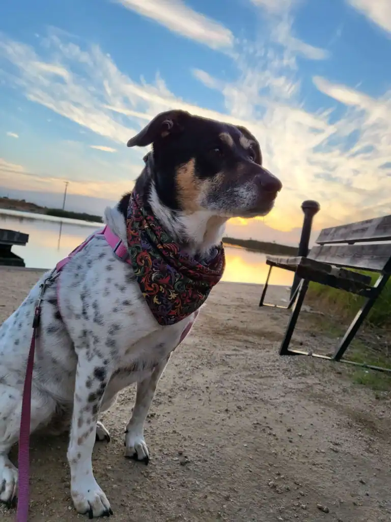 Dog with black white and tan coat wearing a colorful scarf sits on a dirt path by a bench at sunset over a lake фас